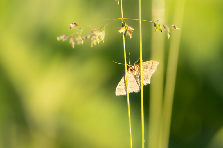 Schmetterlinge