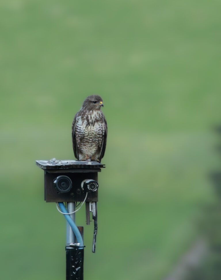 Mäusebussard | Common Buzzard | Buteo buteo