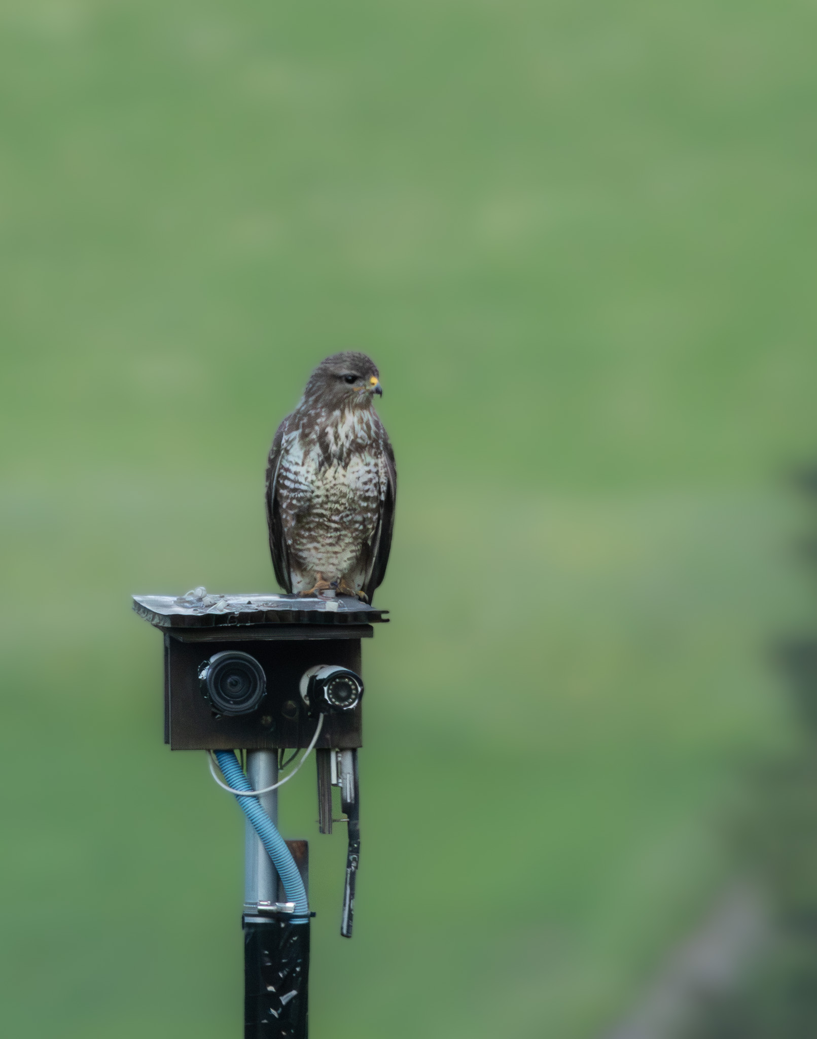 IMG_6661-Enhanced-NR