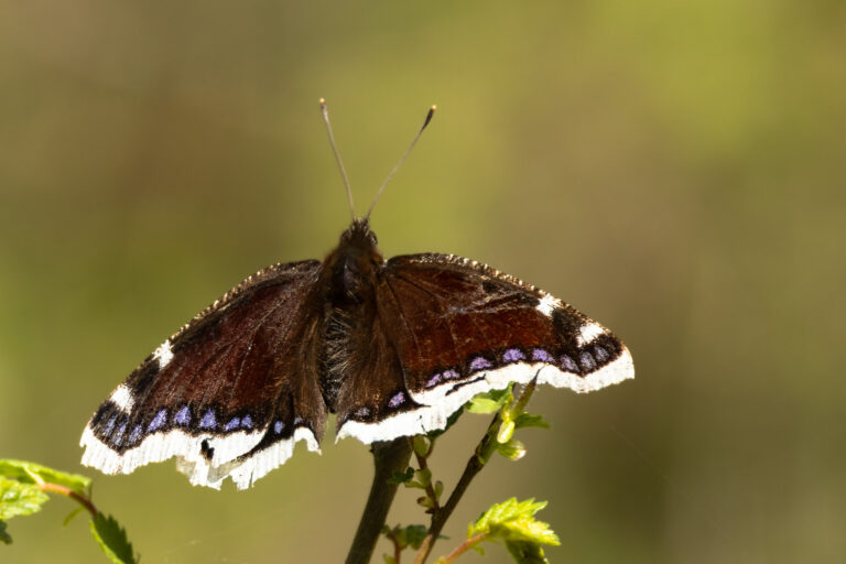 Schmetterlinge