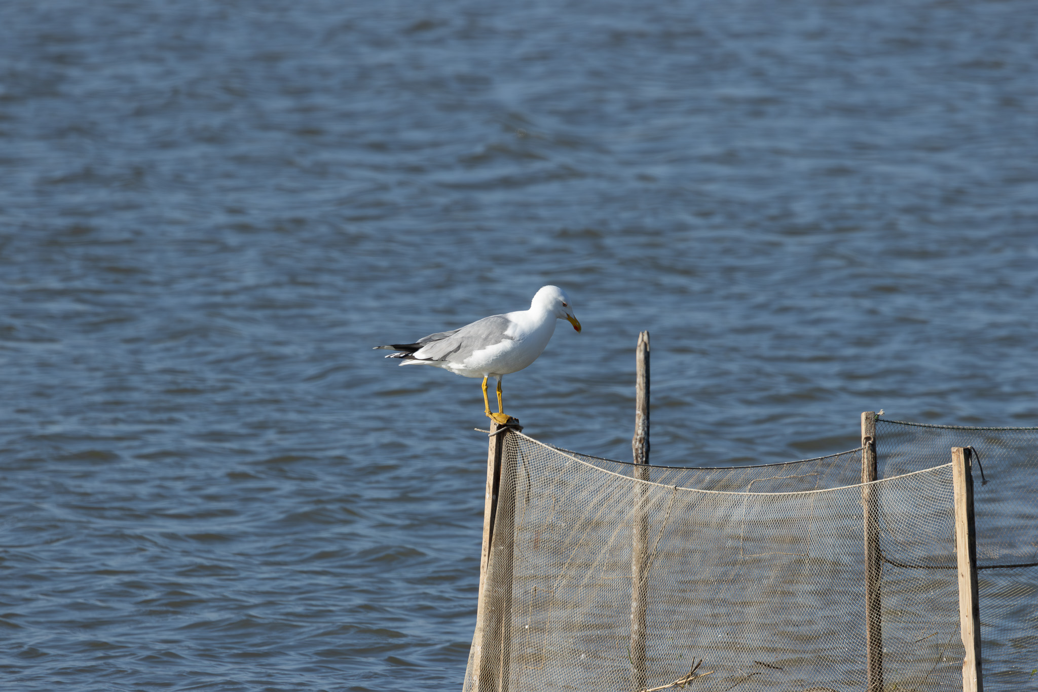 IMGC0421-Enhanced-NR-WH