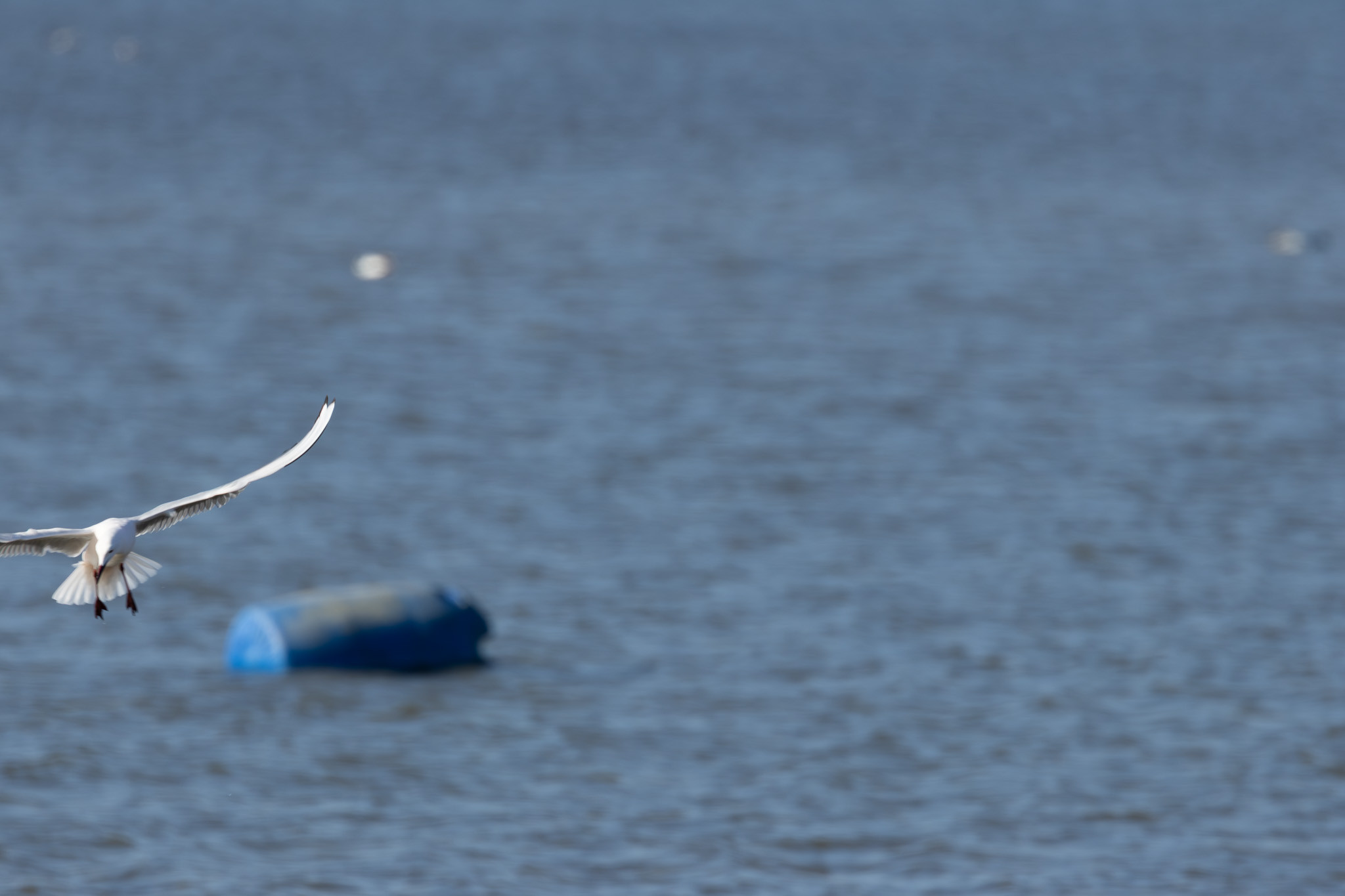 IMGC0524-Enhanced-NR-WH