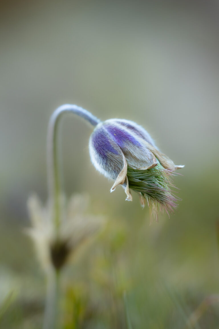 Flora
