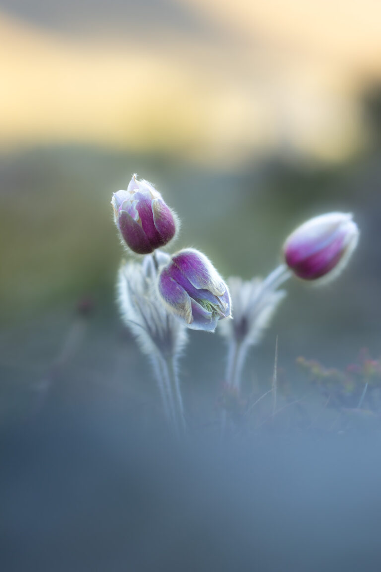 Flora