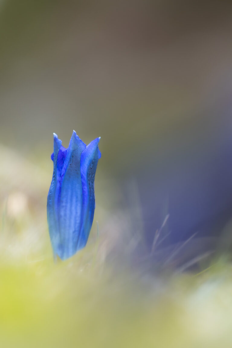 Flora