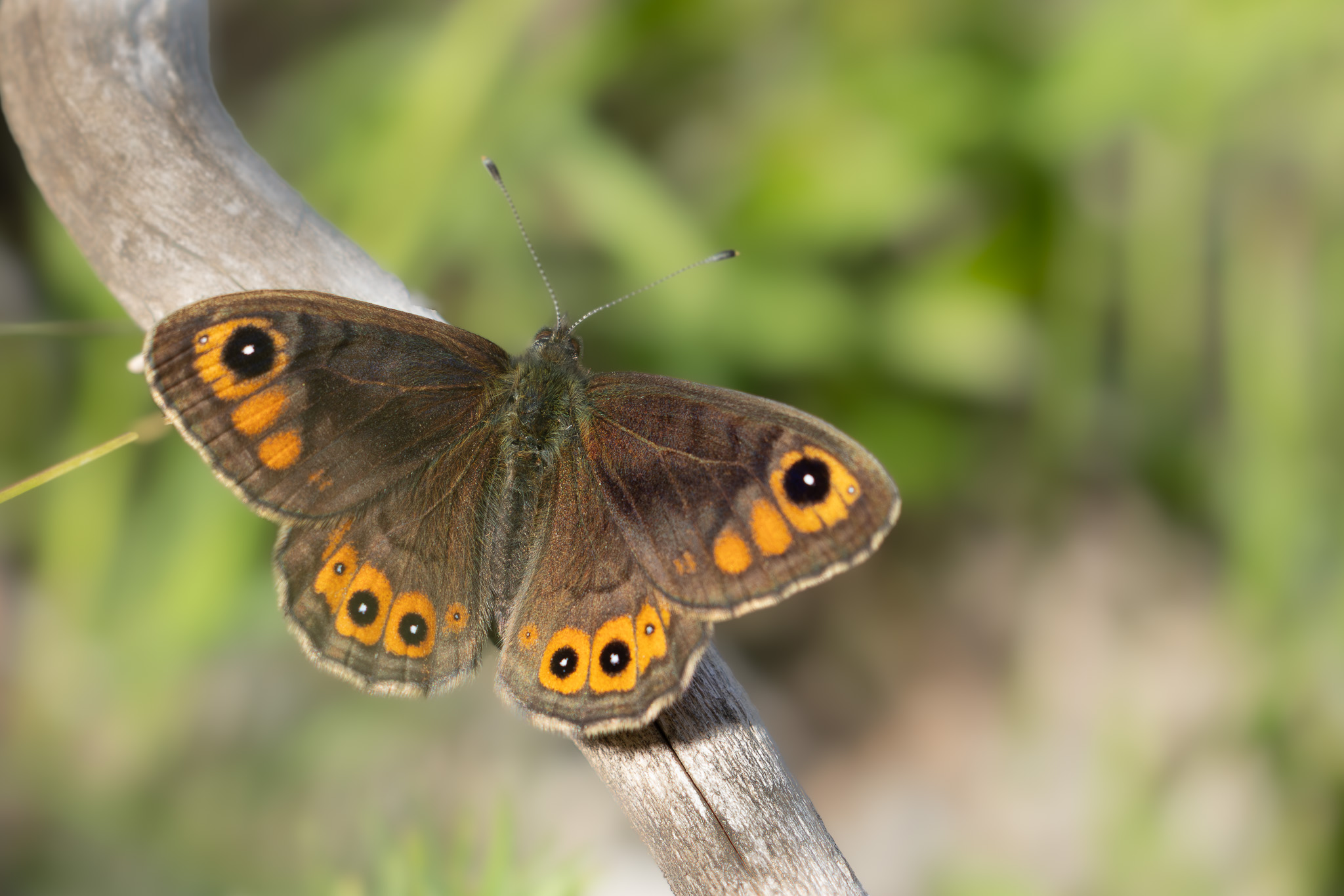 Braunscheckauge – Braunscheckauge – Lasiommata maera