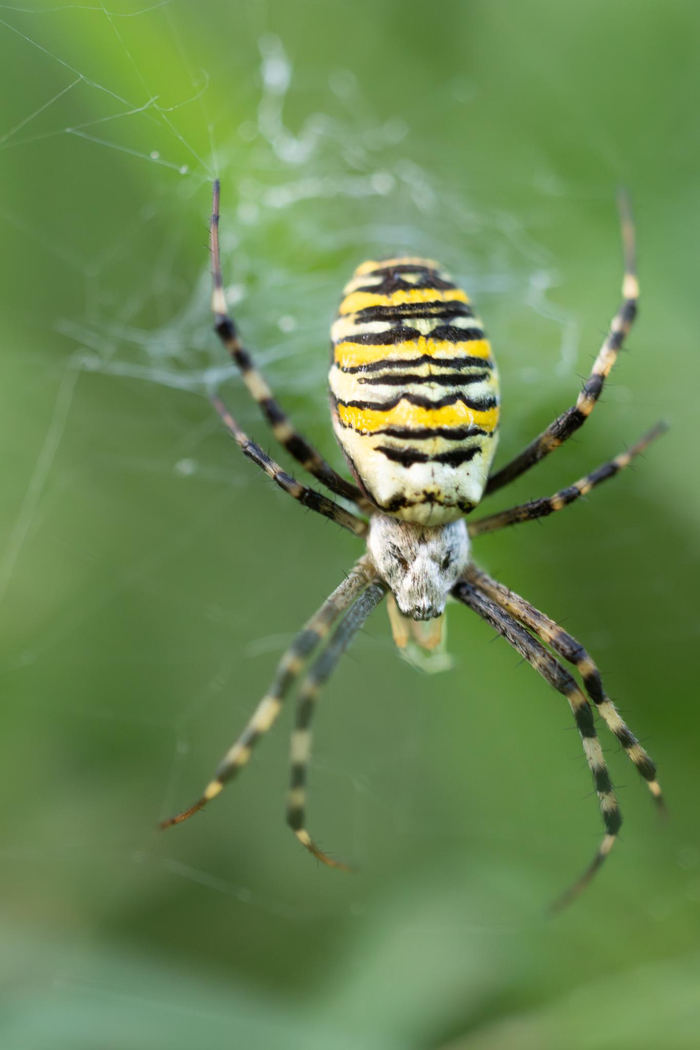 Wespenspinne (Argiope bruennichi)