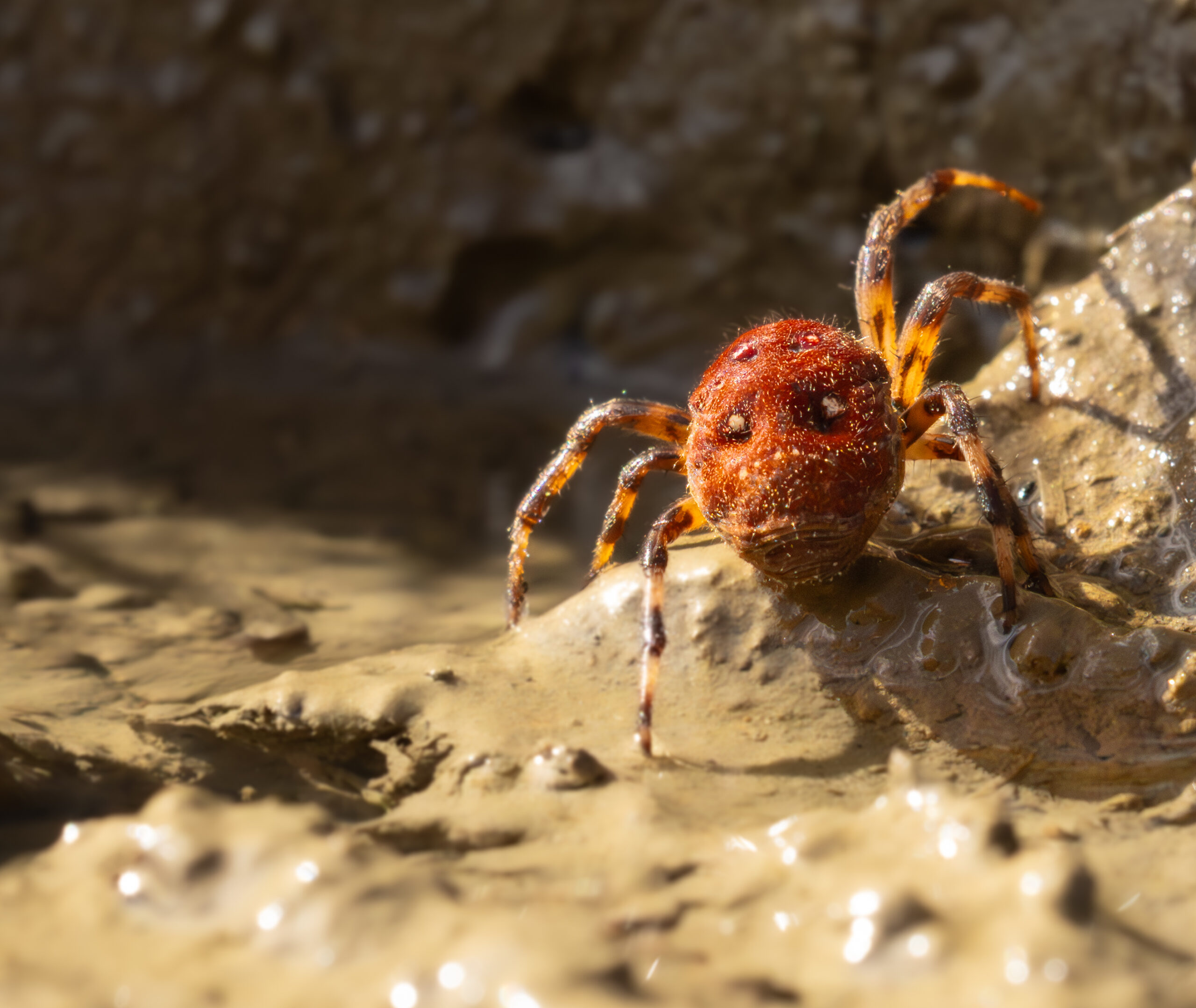Vierfleck-Kreuzspinne (Araneus quadratus)