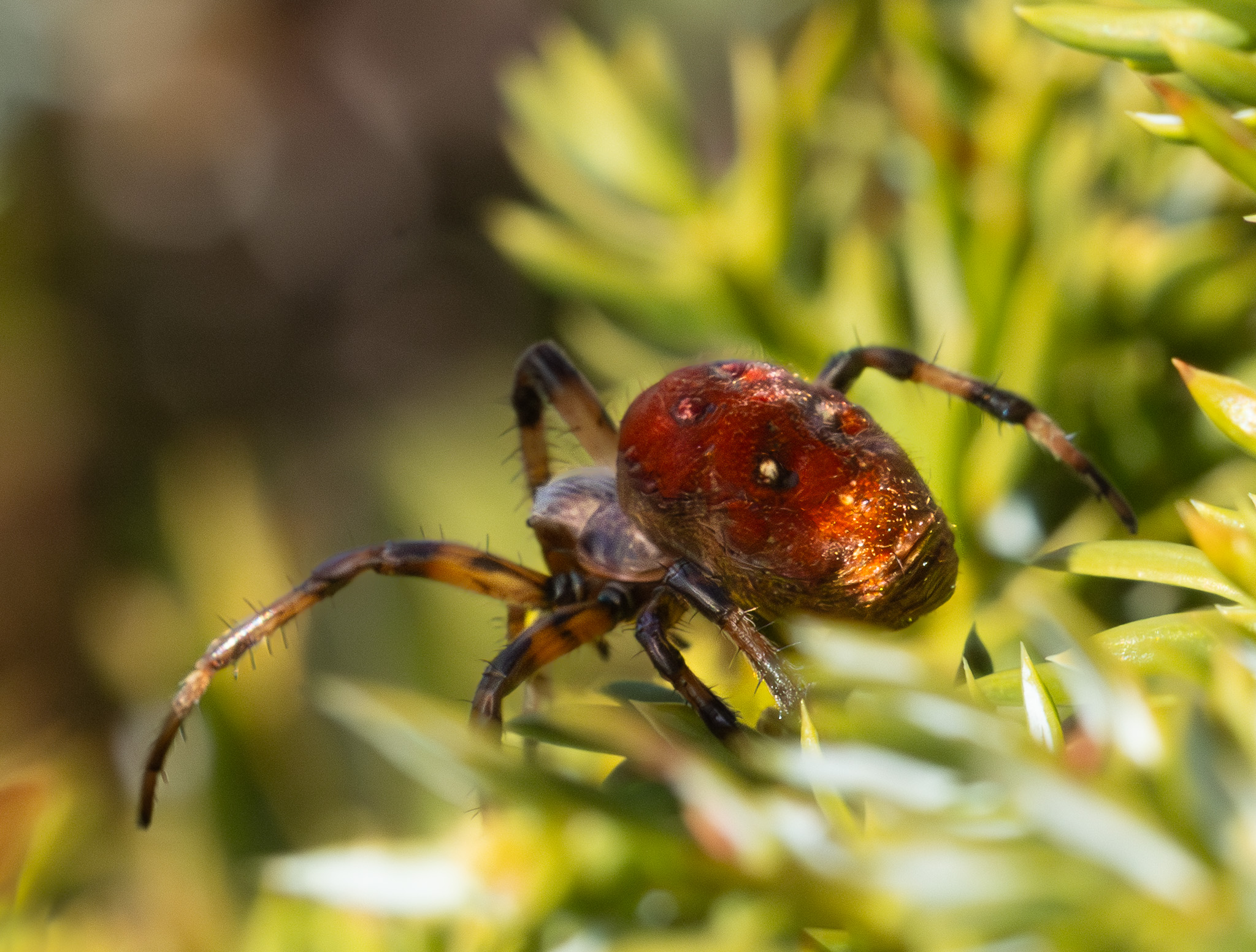 Vierfleck-Kreuzspinne (Araneus quadratus)