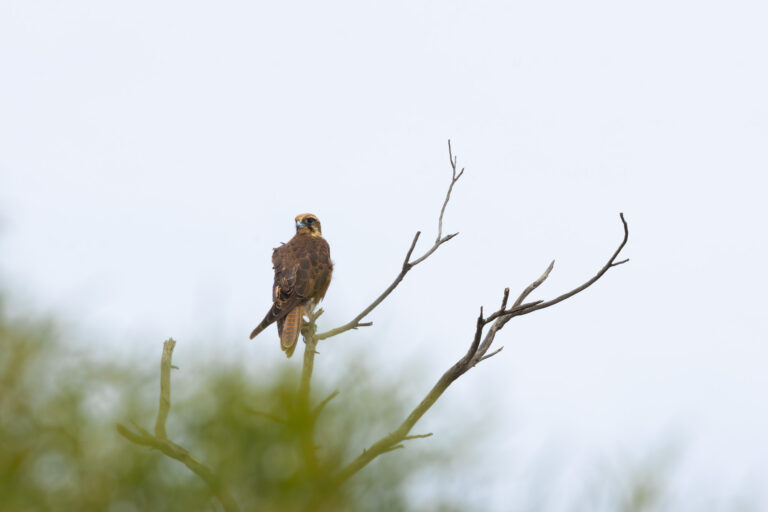 Habichtfalke
