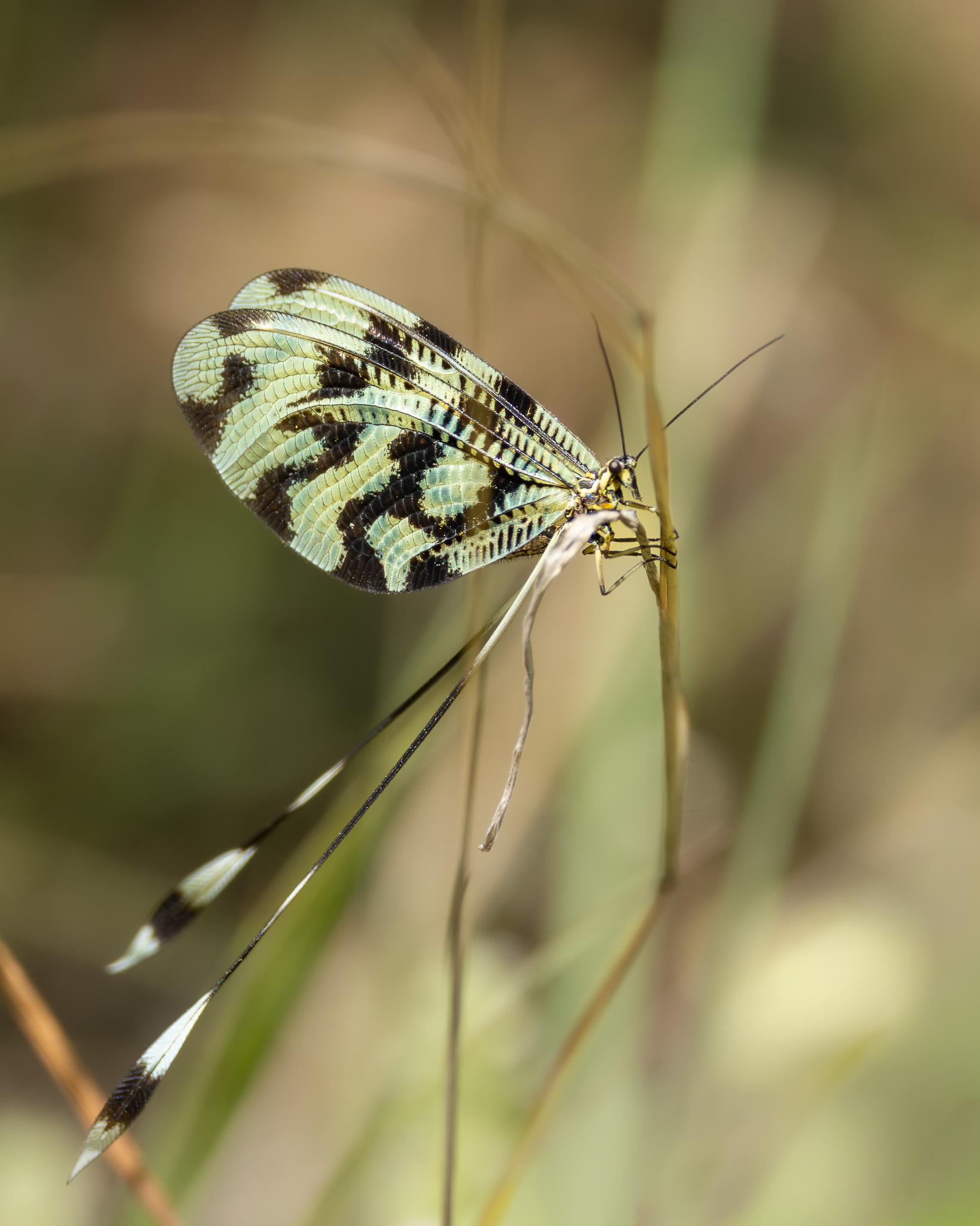 Schwalbenschwanzhafte I Nemoptera sinuata I Лентокрилка