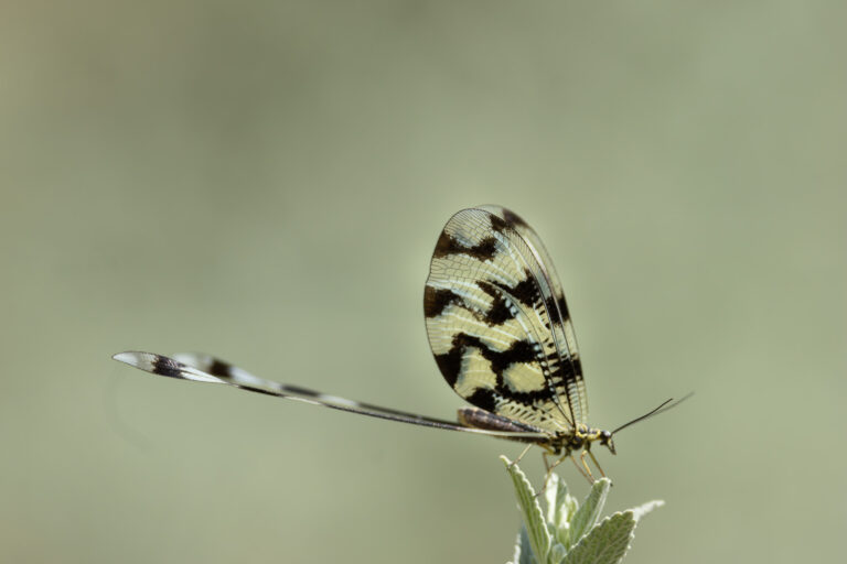 Schmetterlinge
