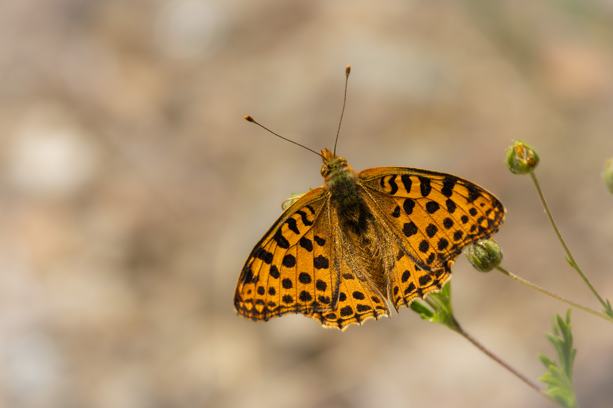 Kleiner Perlmuttfalter I Queen of Spain Fritillary I Седефка