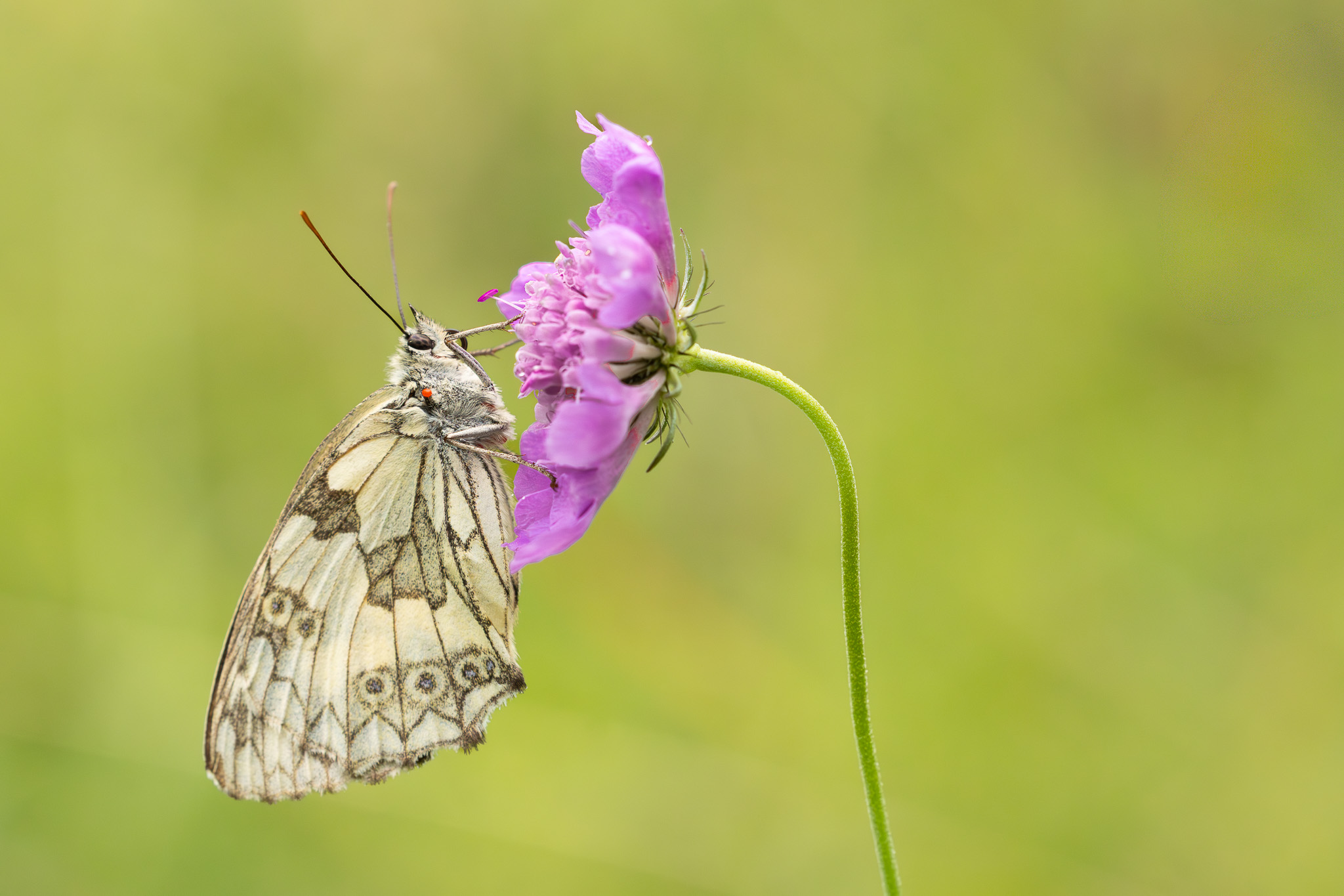 Schachbrett I Marbled White I Шахматна пеперуда