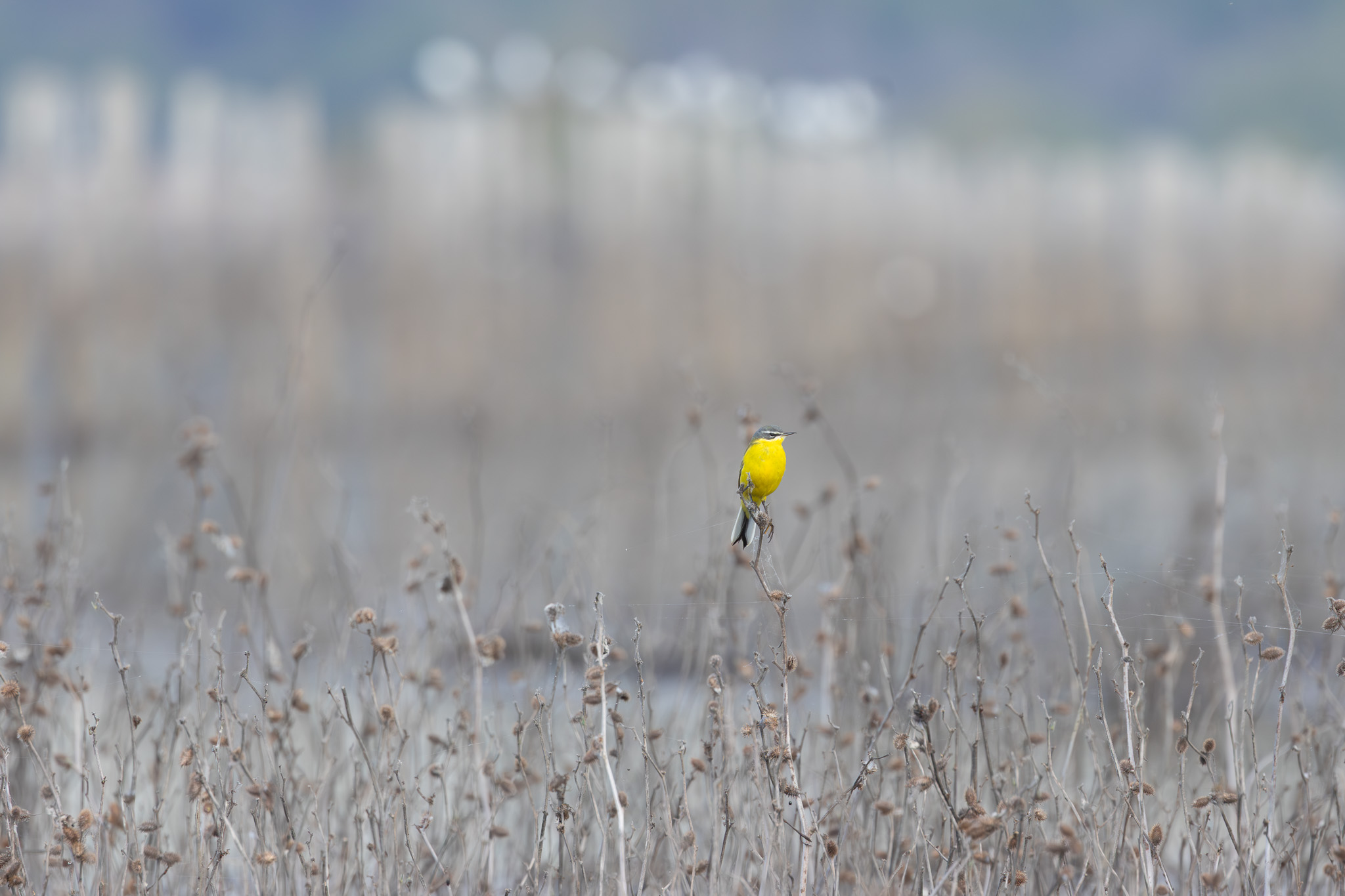 Western Yellow Wagtail | Schafstelze | Жълта стърчиопашка