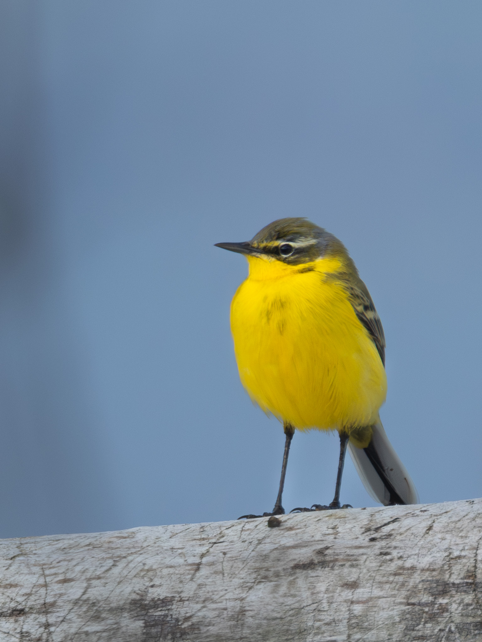 Western Yellow Wagtail | Schafstelze | Жълта стърчиопашка