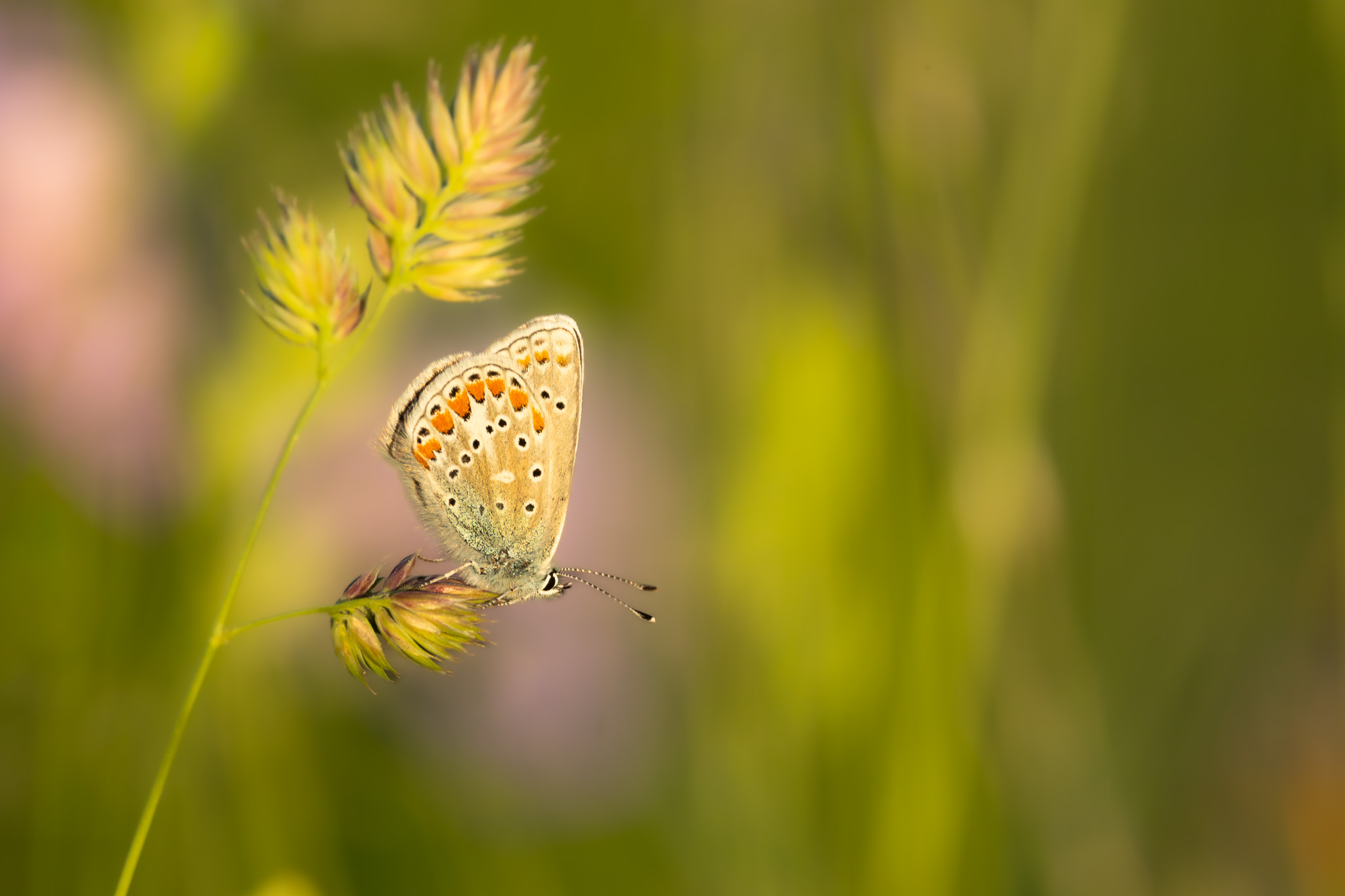 Hauhechel-Bläuling I Common Blue I Икарова синевка