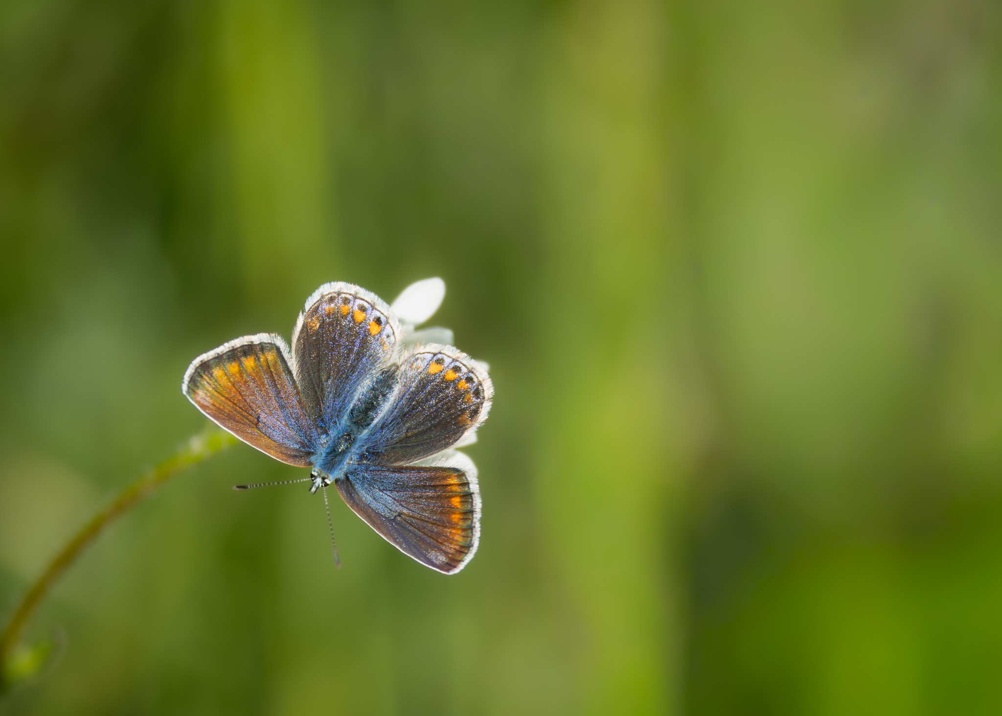 Hauhechel-Bläuling I Common Blue I Икарова синевка