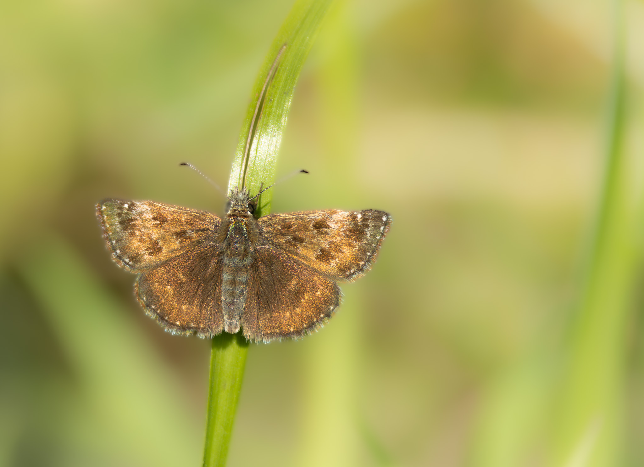 Dunkelbrauner Dickkopffalter I Erynnis tages