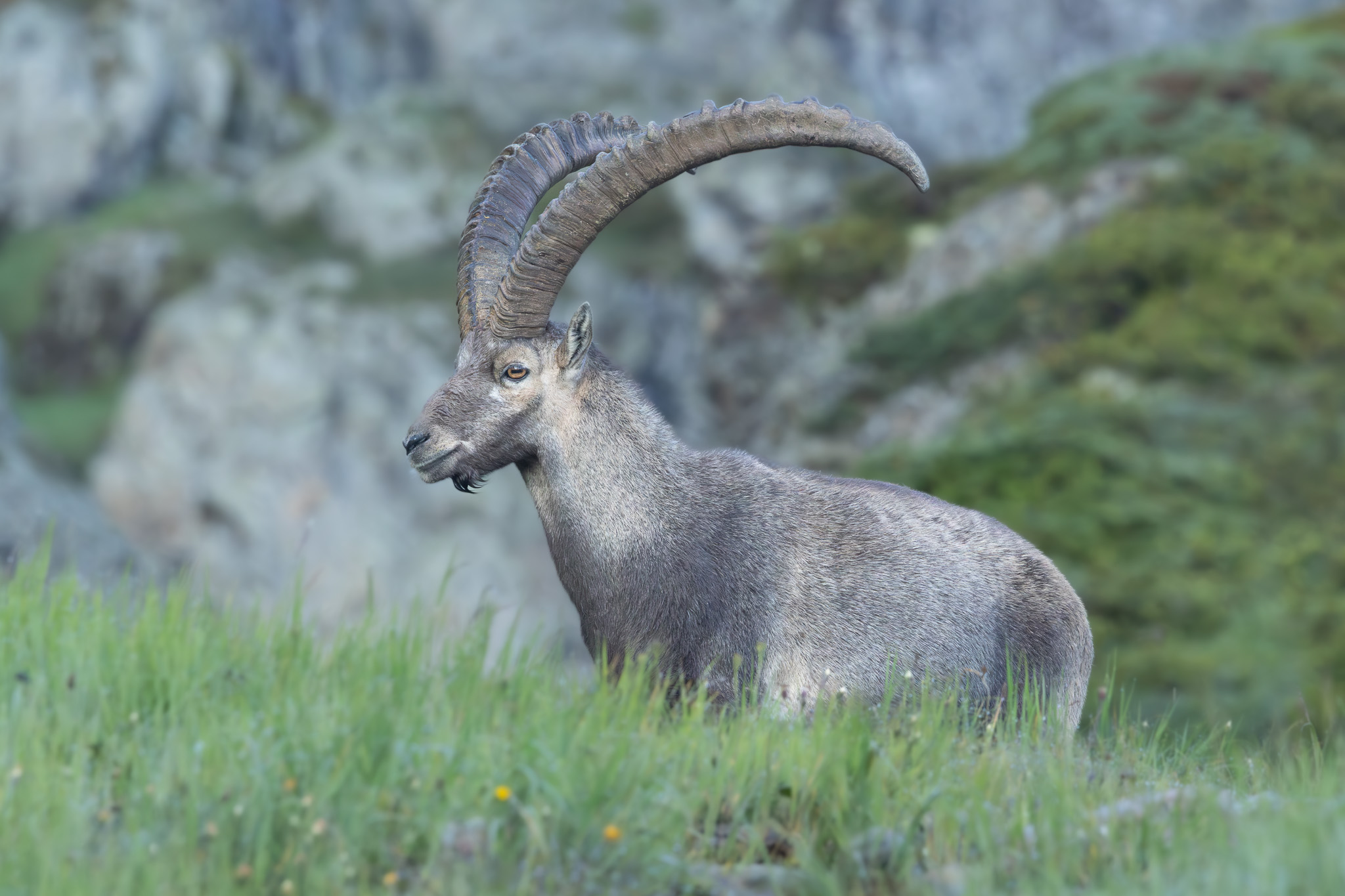Alpensteinbock | Alpine Ibex | Алпийски козирог