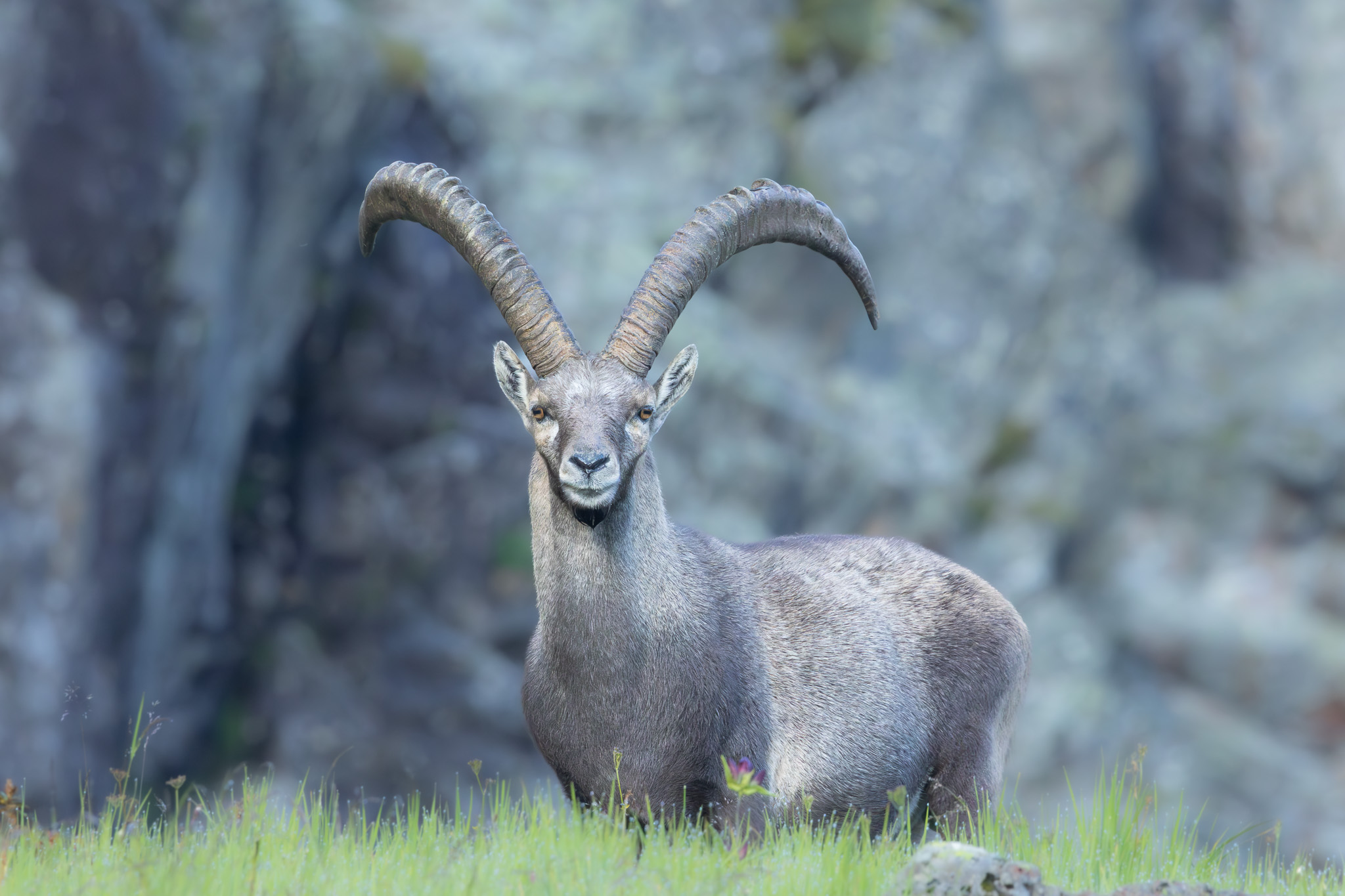 Alpensteinbock | Alpine Ibex | Алпийски козирог