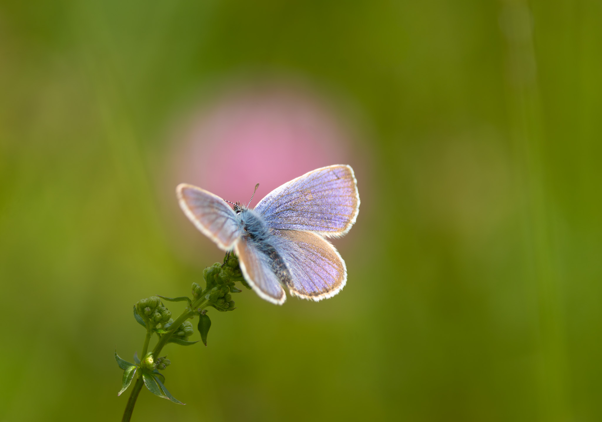 Hauhechel-Bläuling | Common Blue | Икарова синевка