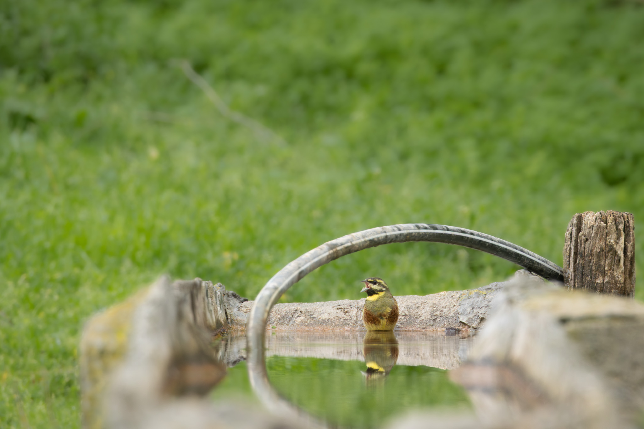 Zaunammer | Cirl Bunting | Зеленогуша овесарка