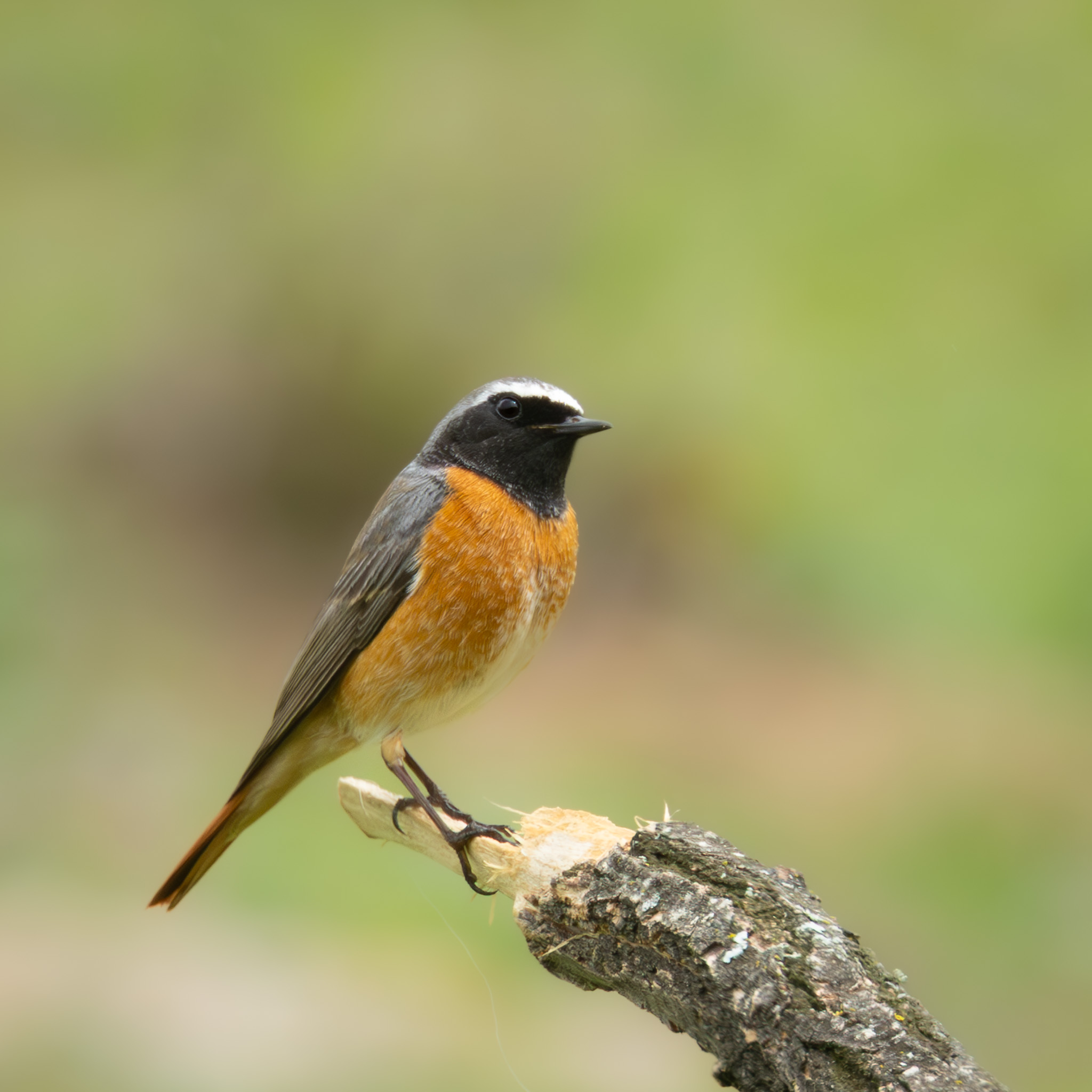 Gartenrotschwanz | Common Redstart | Градинска червеноопашка