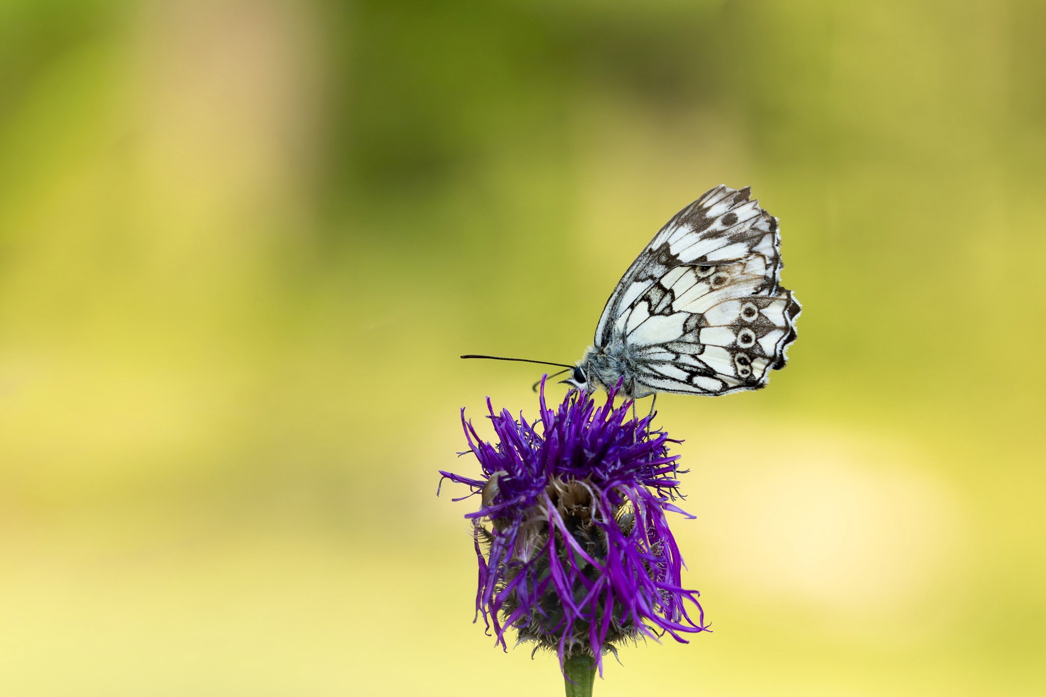 Schachbrett I Marbled White I Шахматна пеперуда