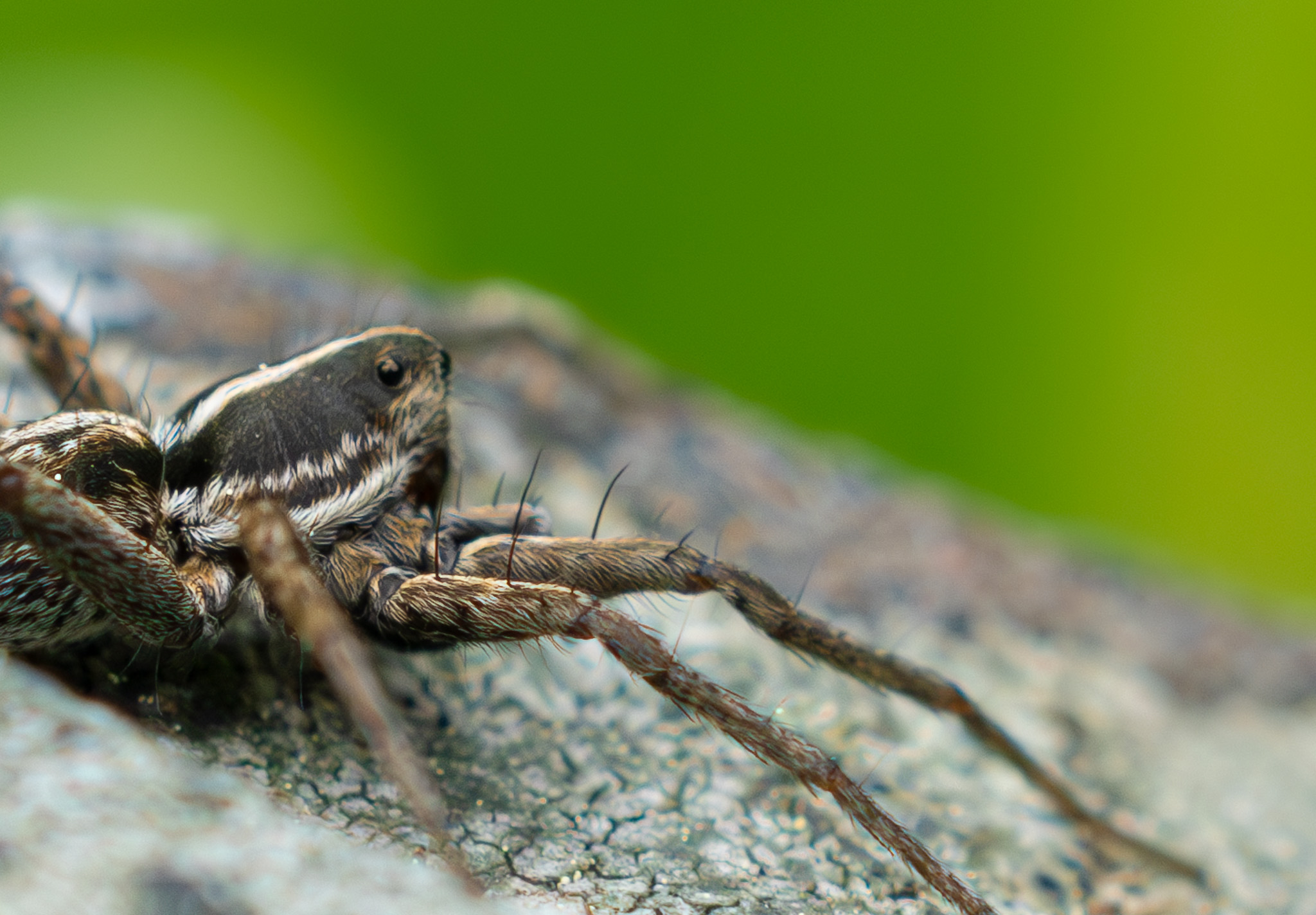 Wolfsspinne | Wolf Spider | Lycosidae