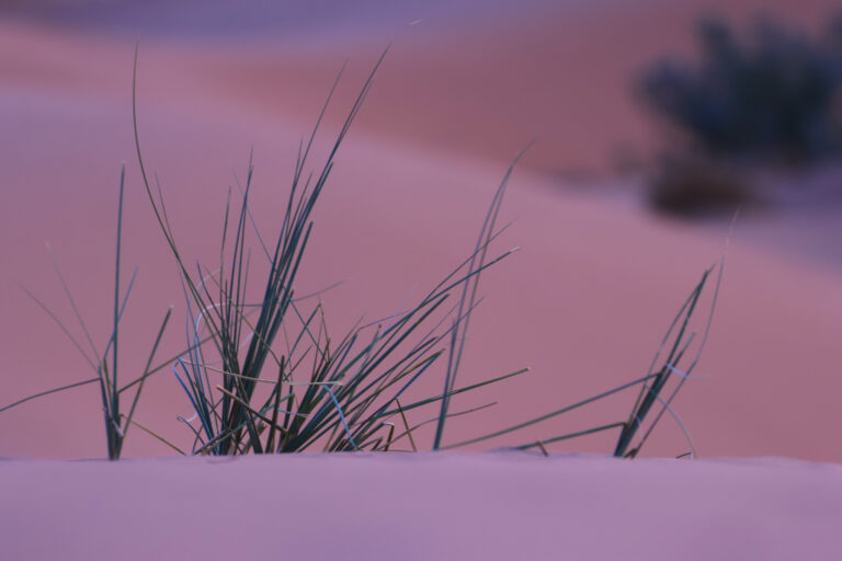 Flora