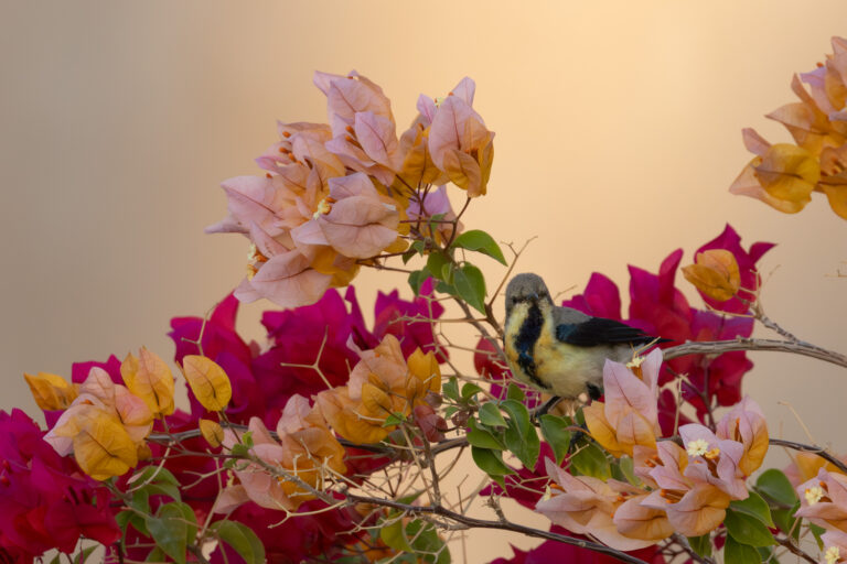 Purpurnektarvogel