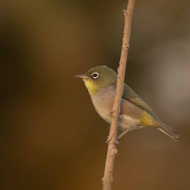 Somalibrillenvogel