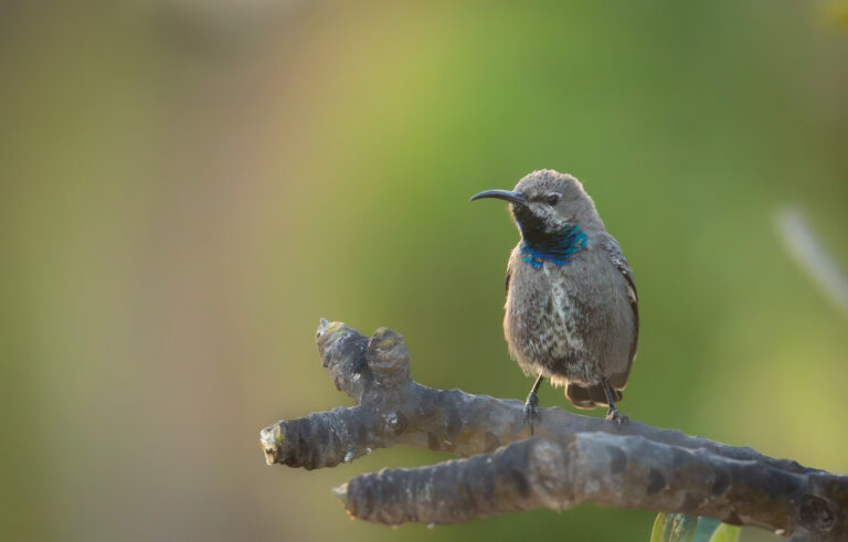 Jerichonektarvogel