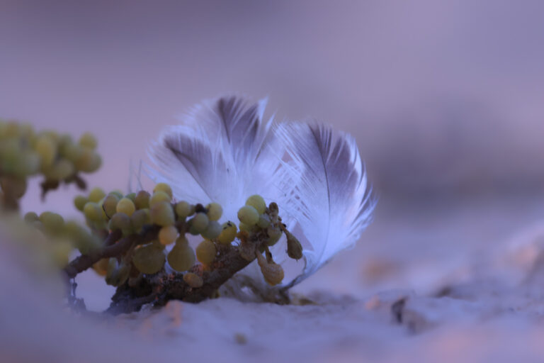 Flora