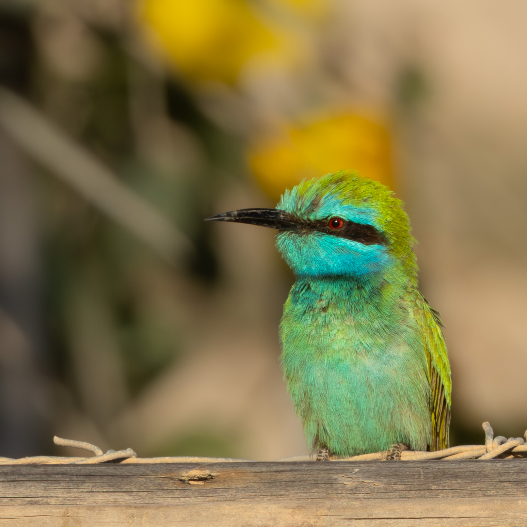 Blaukehl-Smaragdspint