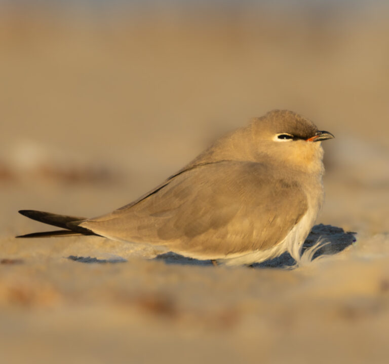 Sandbrachschwalbe