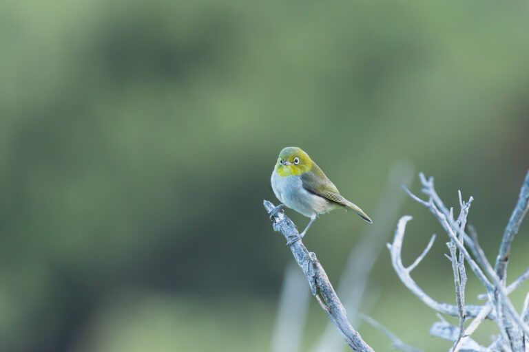 Brillenvogel