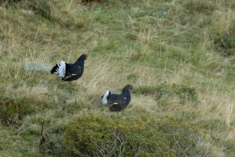 Birkenhuhn