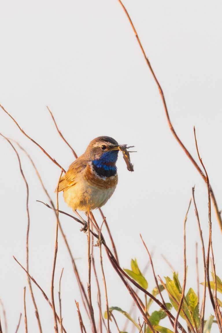 Blaukehlchen