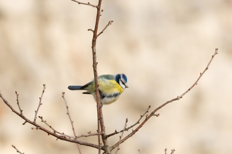 Blaumeise