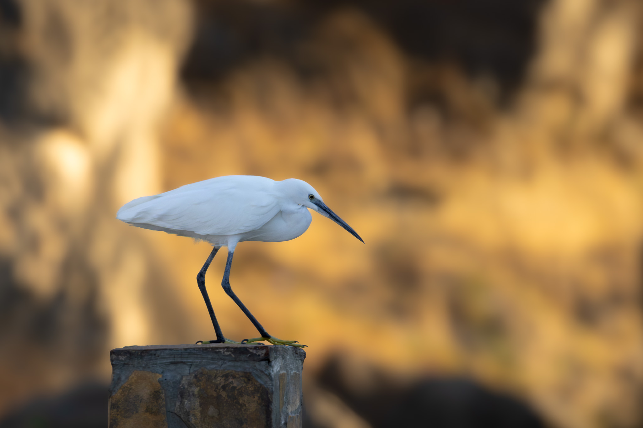 Seidenreiher | Little Egret | Малка бяла чапла