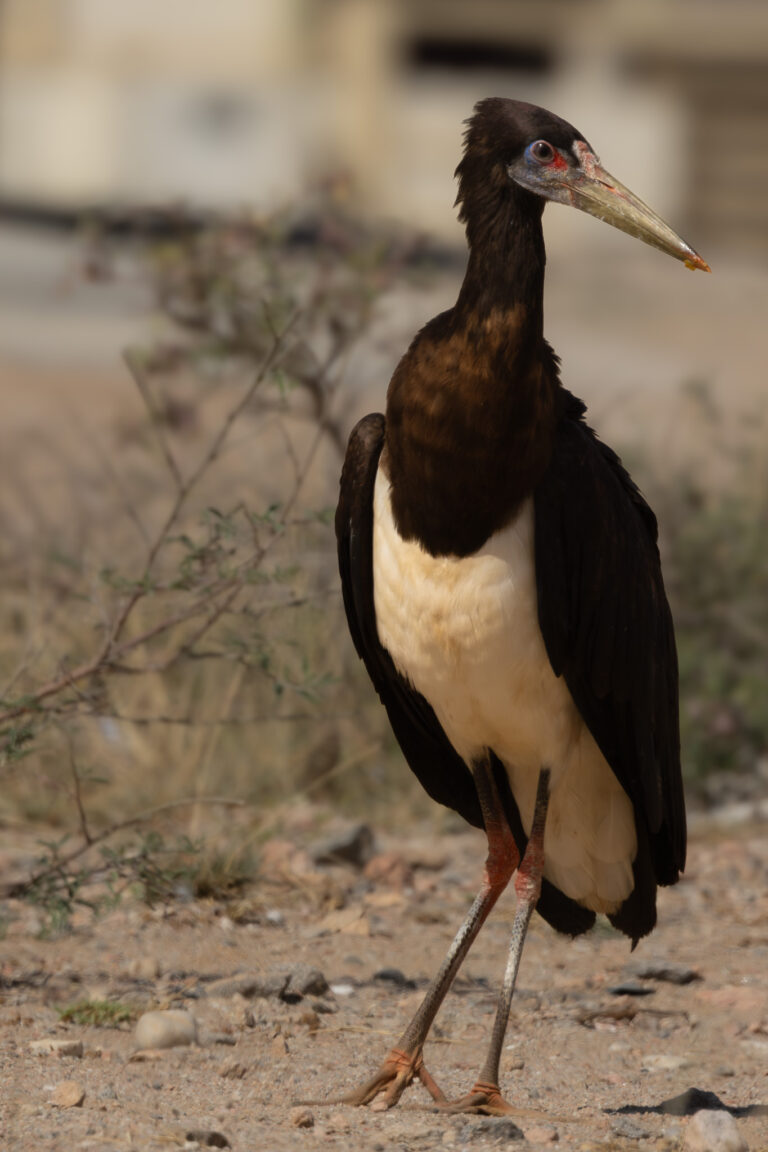 Abdimstorch