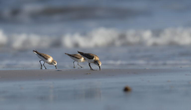 Rotkehl-Strandläufer