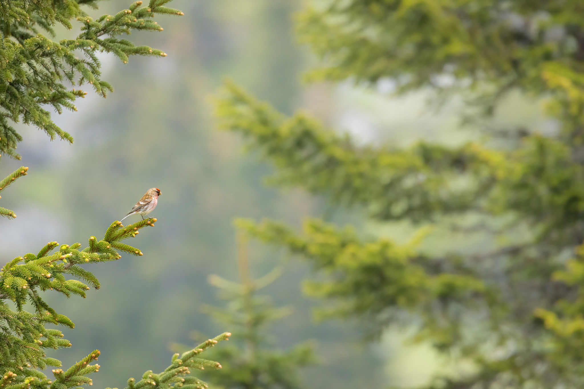 Birkenzeisig | Common Redpoll | Acanthis flammea