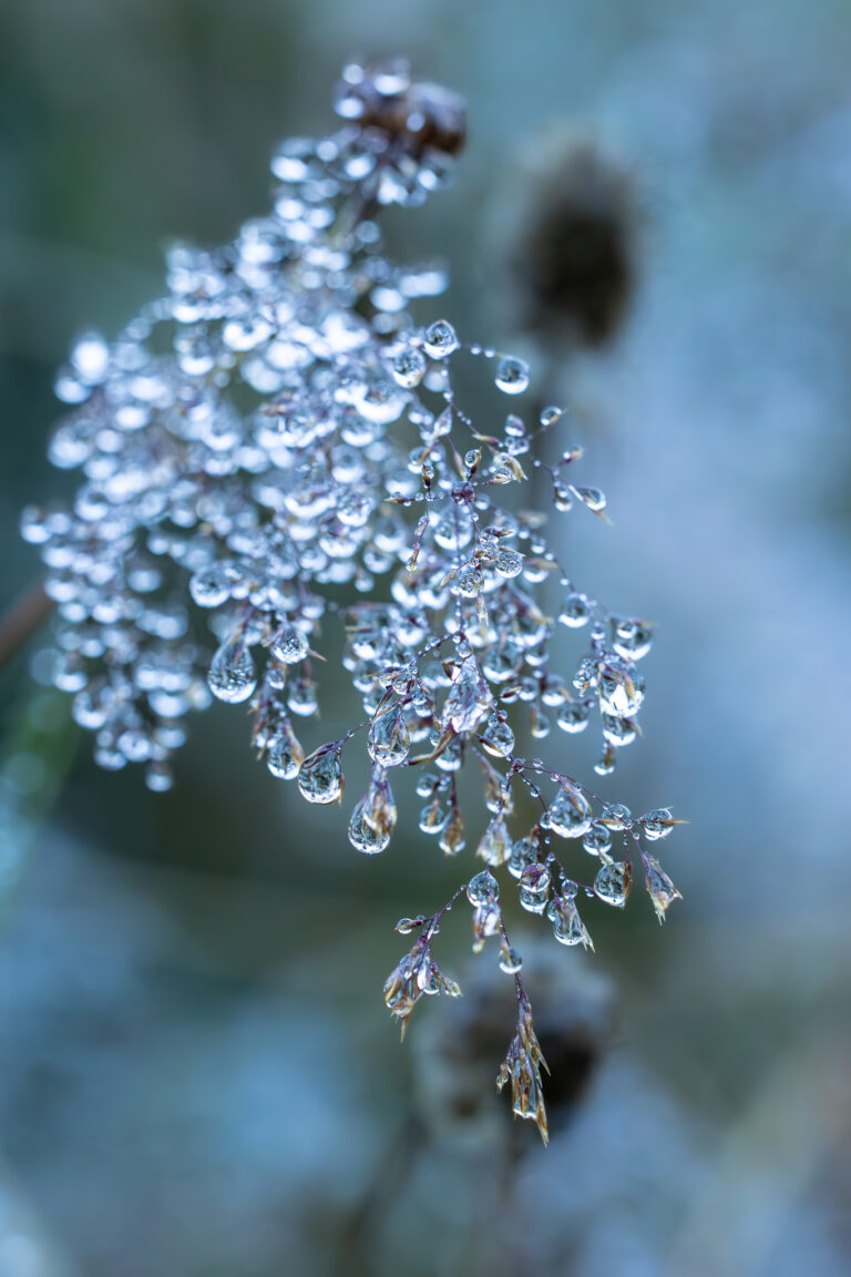 Flora