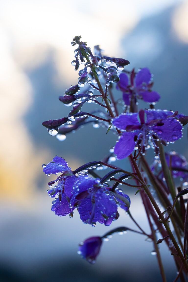 Flora