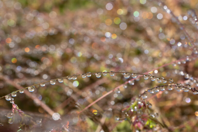 Flora