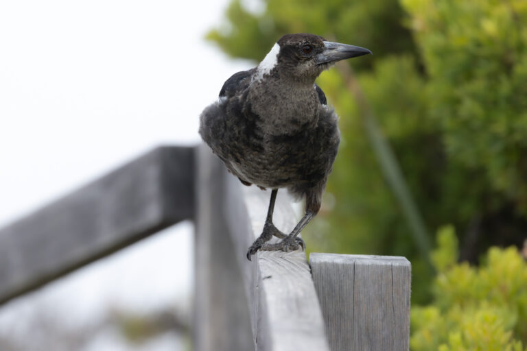Flötenvogel