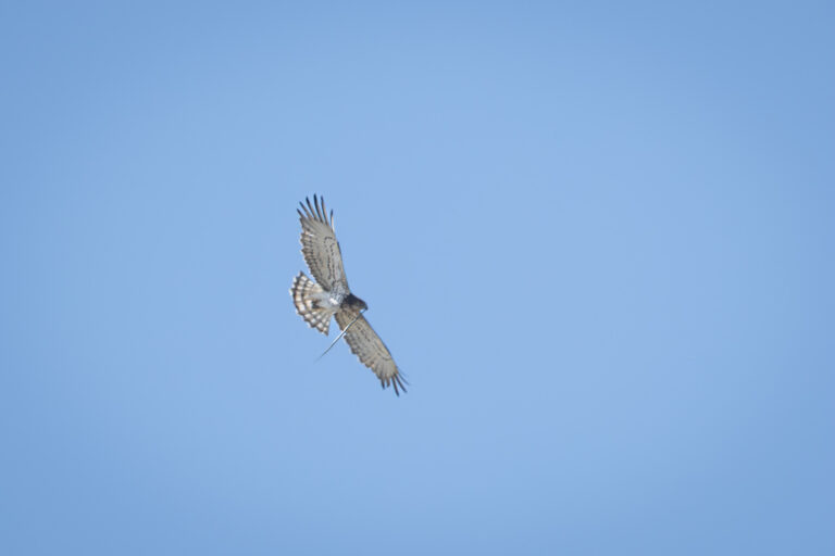 Schlangenadler